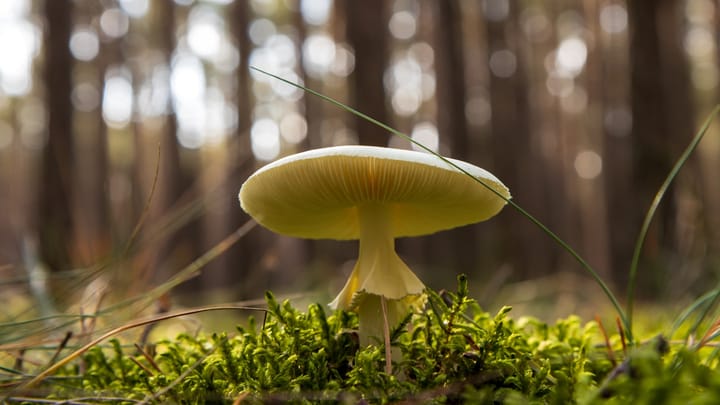 SAV na Pohode: Vedci predstavujú svoj výskum