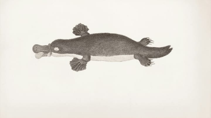 Nová evolučná záhada: Platypus môže zmeniť naše chápanie evolúcie